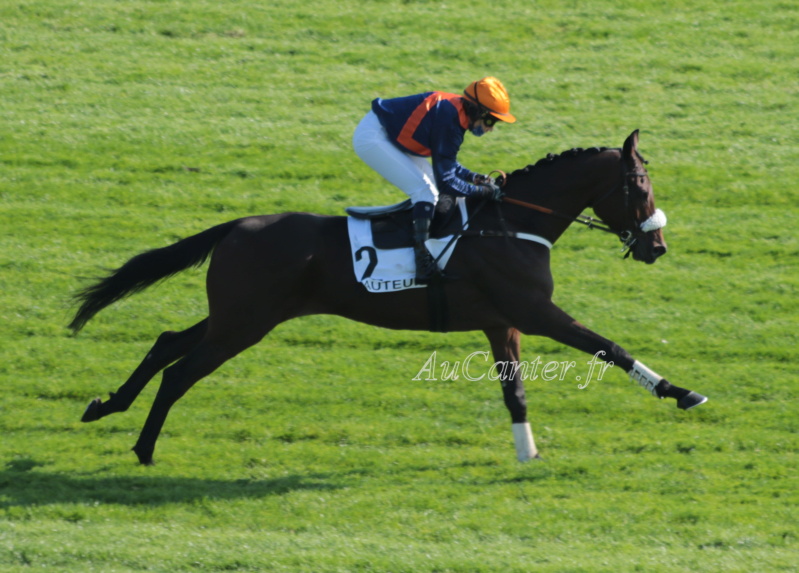 Photos Auteuil 18-10-2020 Gd Steeple de Paris 5j6a5515