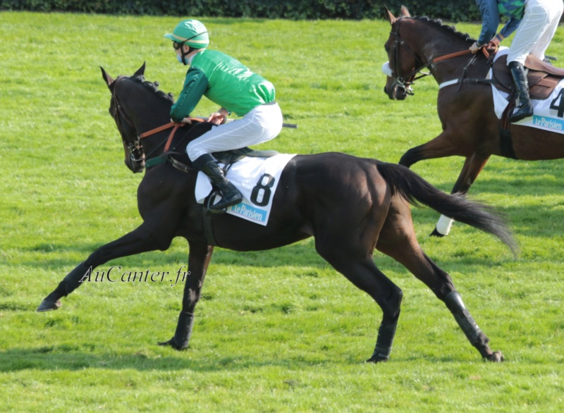 Photos Auteuil 18-10-2020 Gd Steeple de Paris 5j6a5618