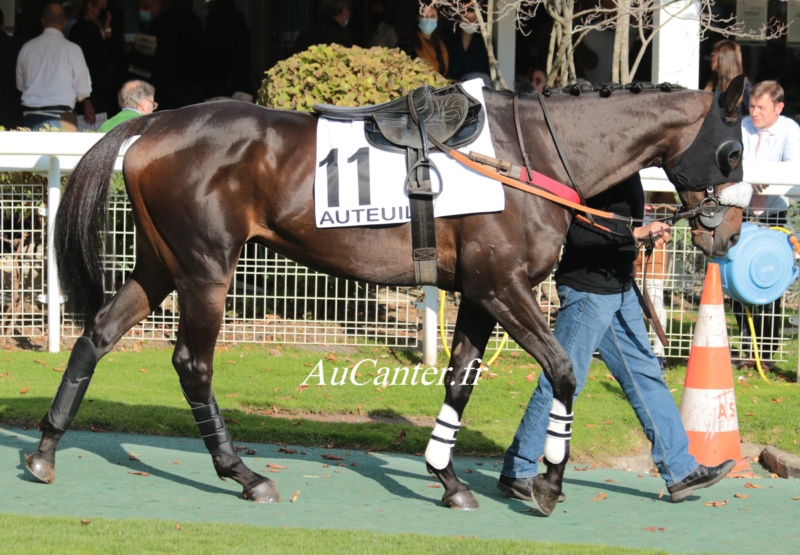 Photos Auteuil 18-10-2020 Gd Steeple de Paris 5j6a5810