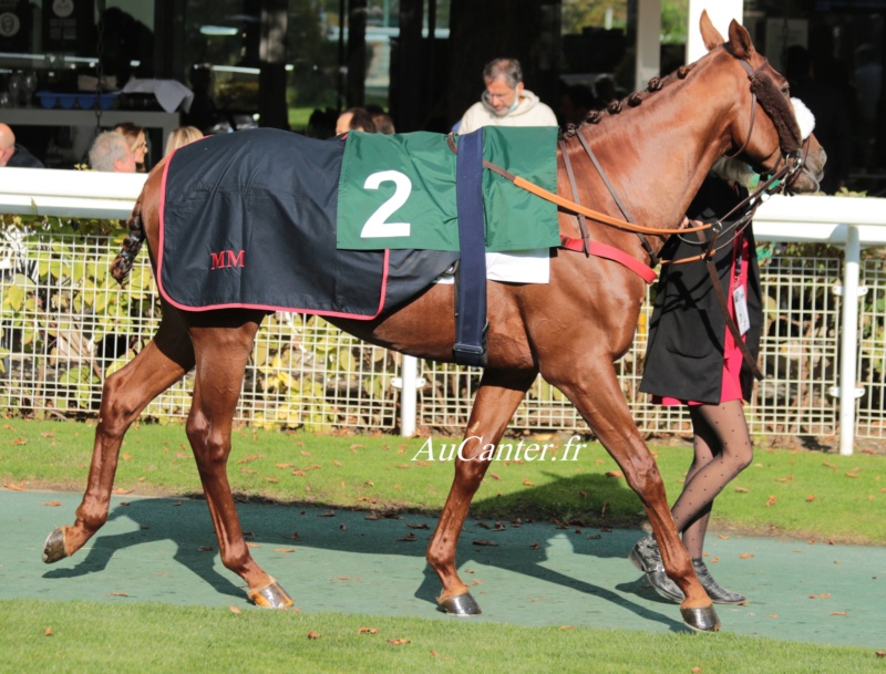 Photos Auteuil 18-10-2020 Gd Steeple de Paris 5j6a5813