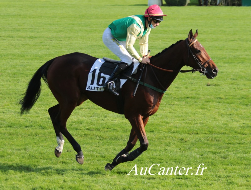 Photos Auteuil 18-10-2020 Gd Steeple de Paris 5j6a5826