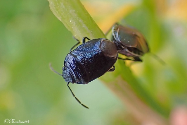 [Eurydema cyanea] Pour identification Ima43211