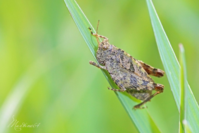 [Tetrix tenuicornis] Pour identification Img_0812