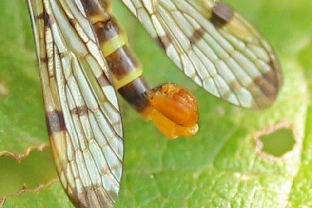 [Panorpa germanica] Pour identification Img_4611