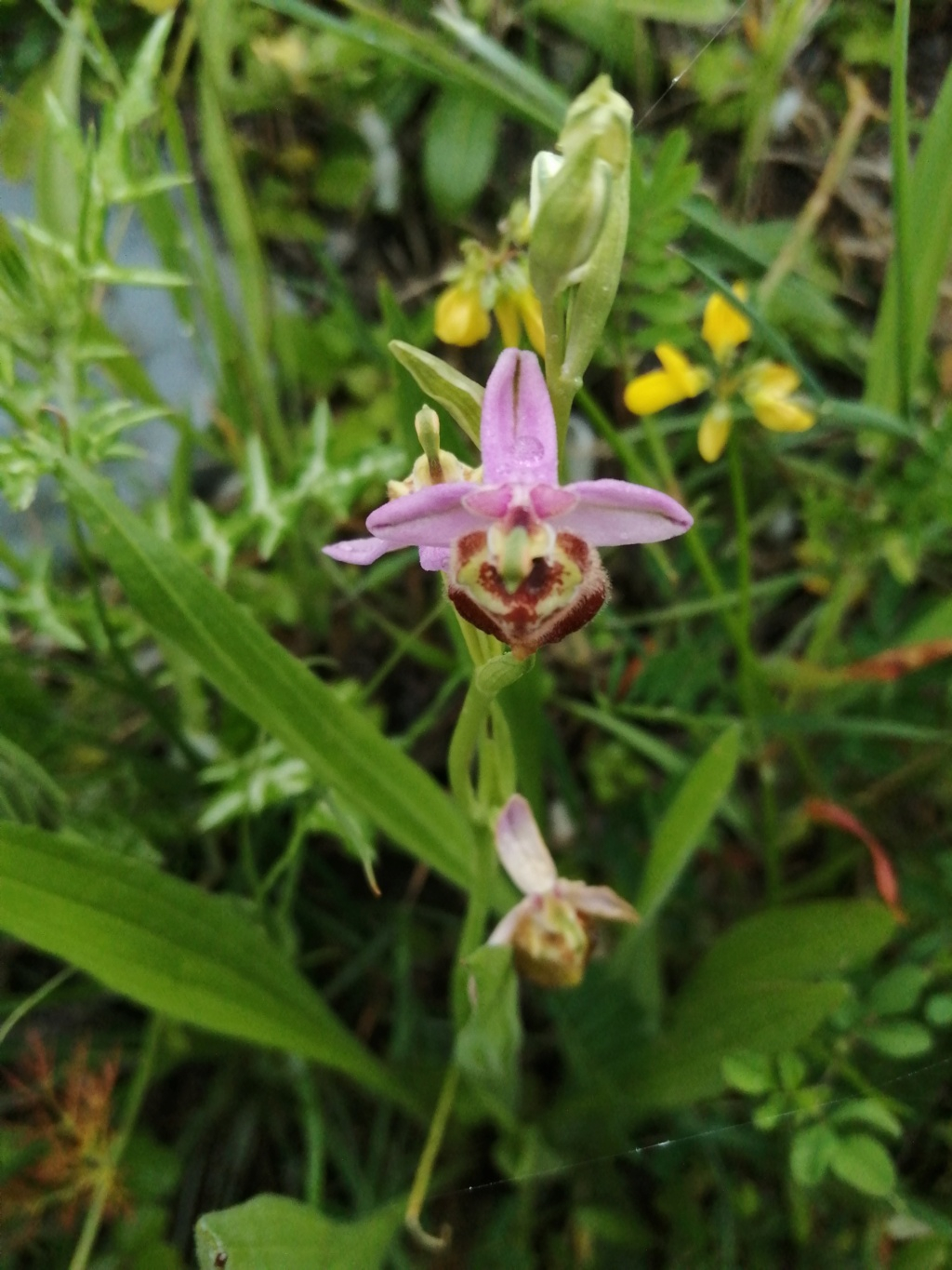 Orchideen 2022 - 202X Teil 4 - Seite 16 Ophrys10