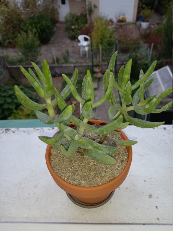 Crassula macowaniana  20211090