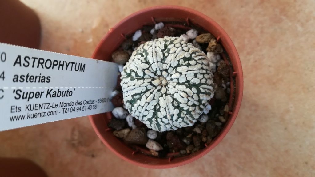 Les Astrophytum Img_2031