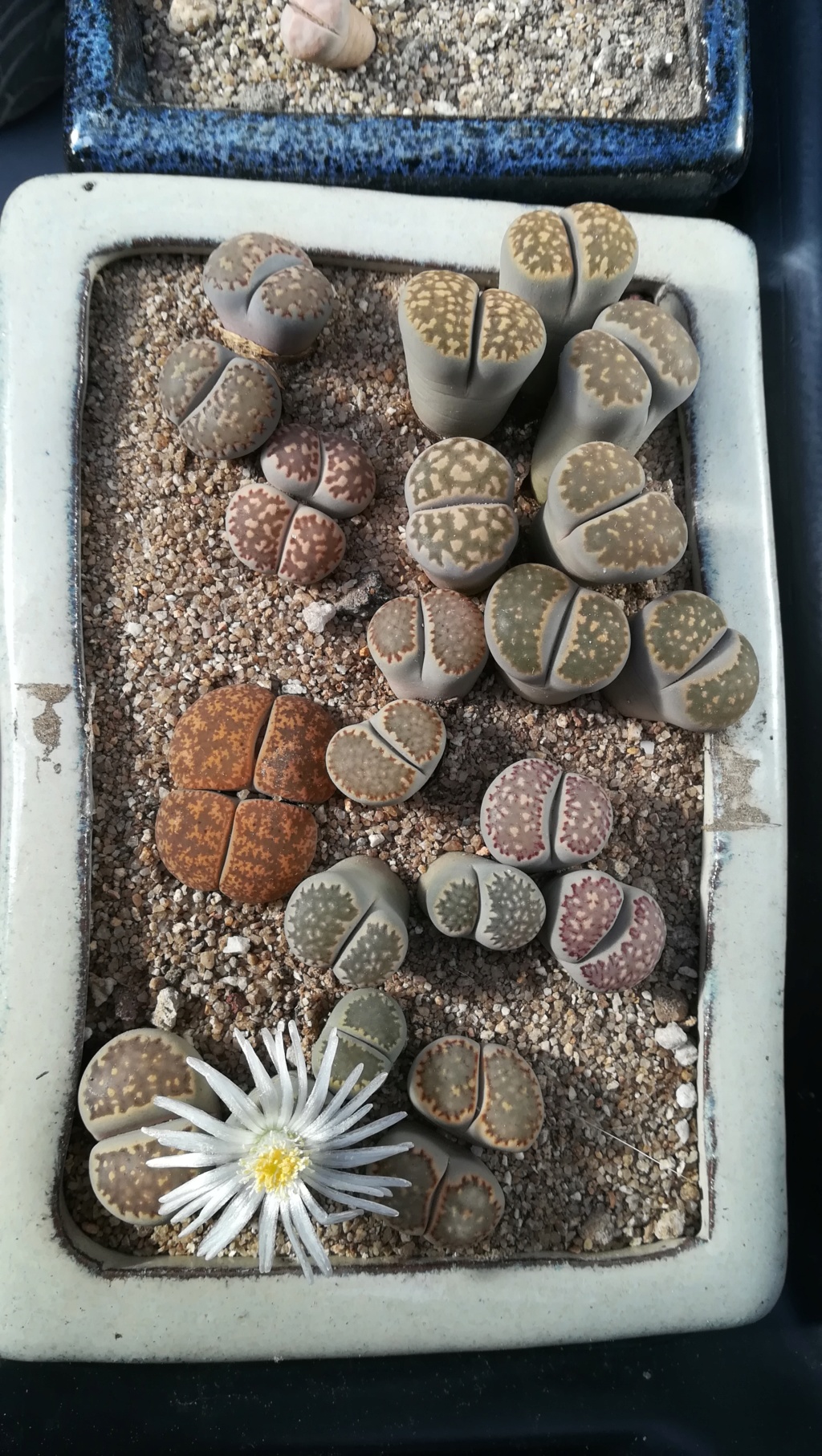 Les Lithops de Digitaline - Page 3 Img_2136