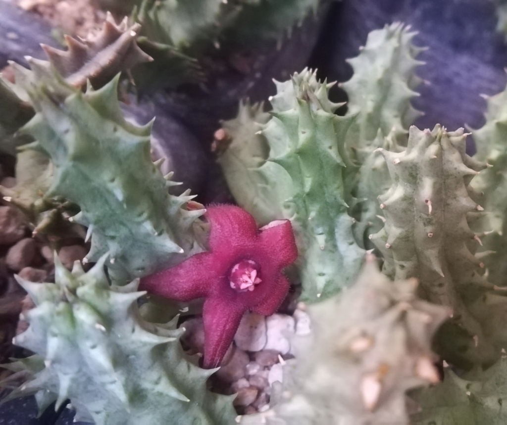 Huernia schneideriana x Stapelia simili Img_2814