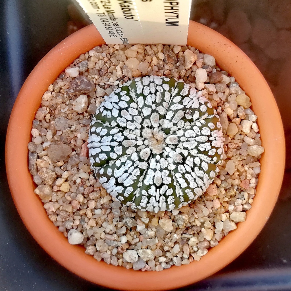 Les Astrophytum Img_3256