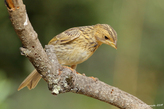 Ajuda na identificação desta espécie! 0u4a0410