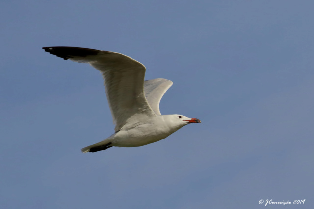 Ajuda na identificação destas Gaivotas! 0u4a1913