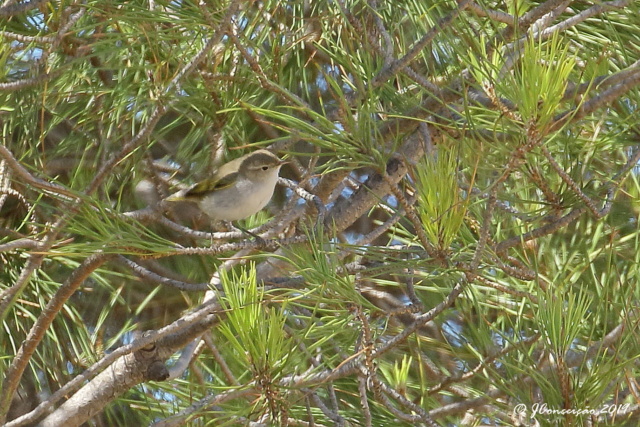 Ajuda na identificação desta Felosa! 0u4a1914