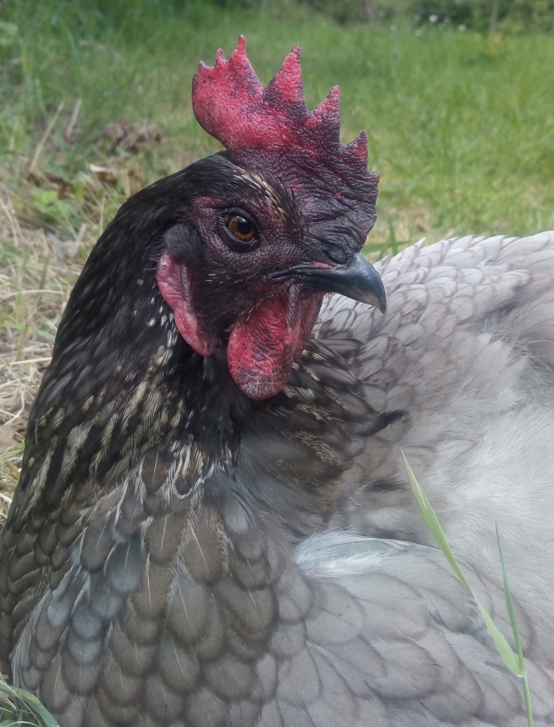 Pourquoi Ma Poule A La Crete Qui Tombe L'énigme de la crête noir