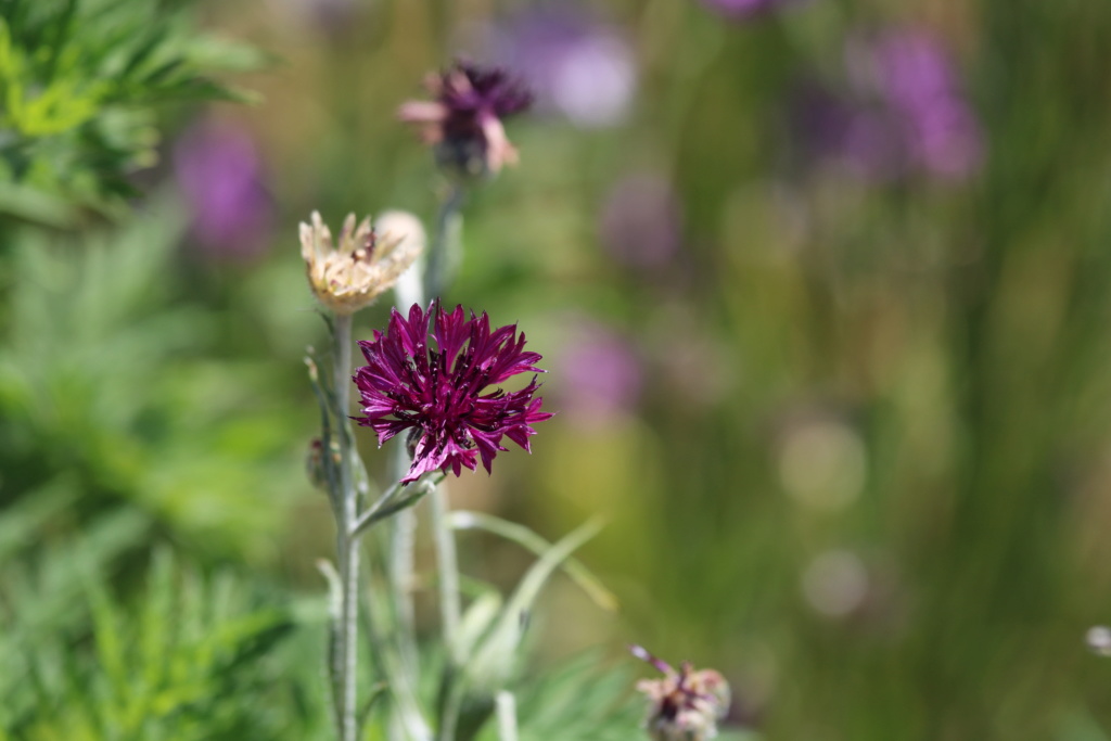 Plantes et fleurs 2019 Pilou03 - Page 5 Img_8012