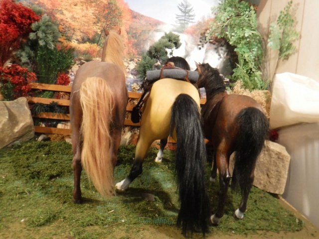 1/6th scale Horses, general discussion Akhal_13