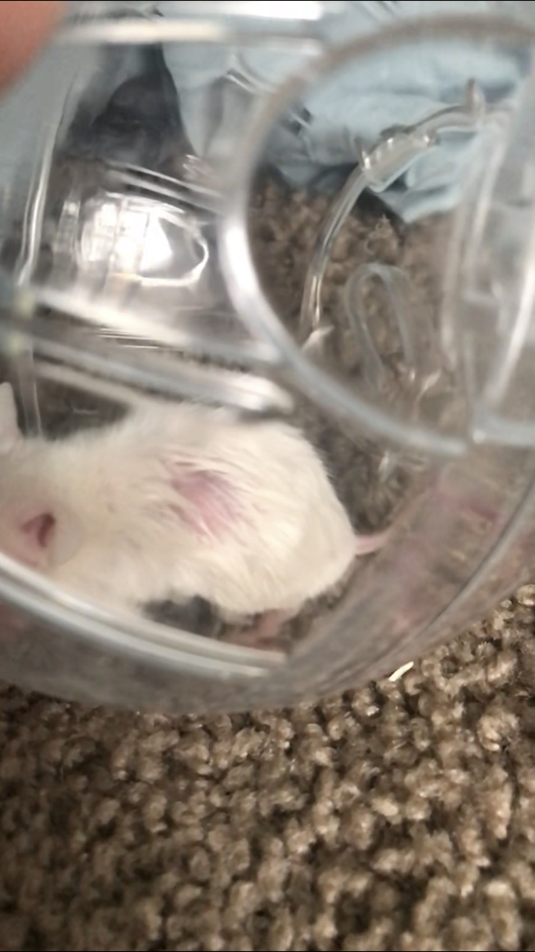 Take a look at my newest mouse’s bald spots? 28b32e10