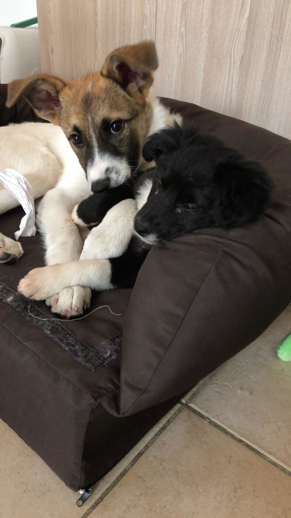 JUMBO - chiot mâle de taille moyenne à l'âge adulte - né en décembre 2018 - REMEMBER ME LAND - adopté par Lisa et Tristan (34) 62321511