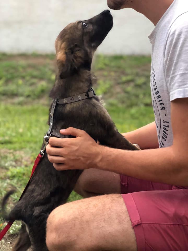 SHALLOW - Chiot femelle - taille moyenne à grande à l'âge adulte - Née en mars 2019 - Adoptée par Alice (21) 68296910