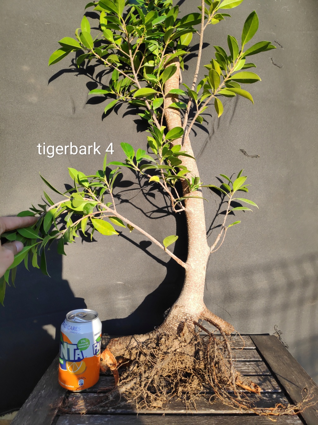 Venta de Tigerbark Img_2012