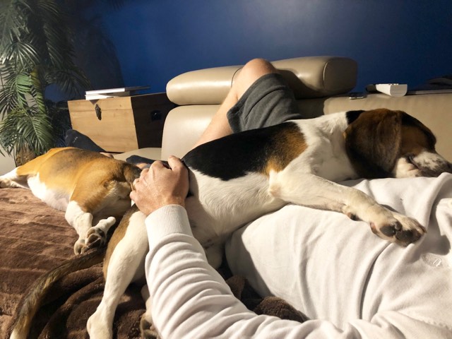 Neiko beagle sauvetage labo Adopté dans le 78 Neiko10