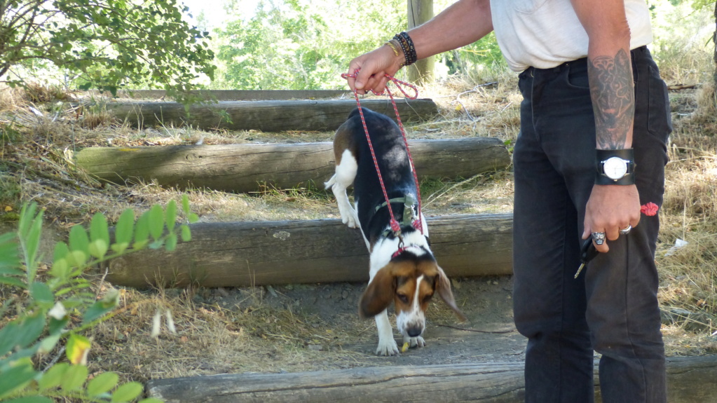Neiko beagle sauvetage labo Adopté dans le 78 P1250210