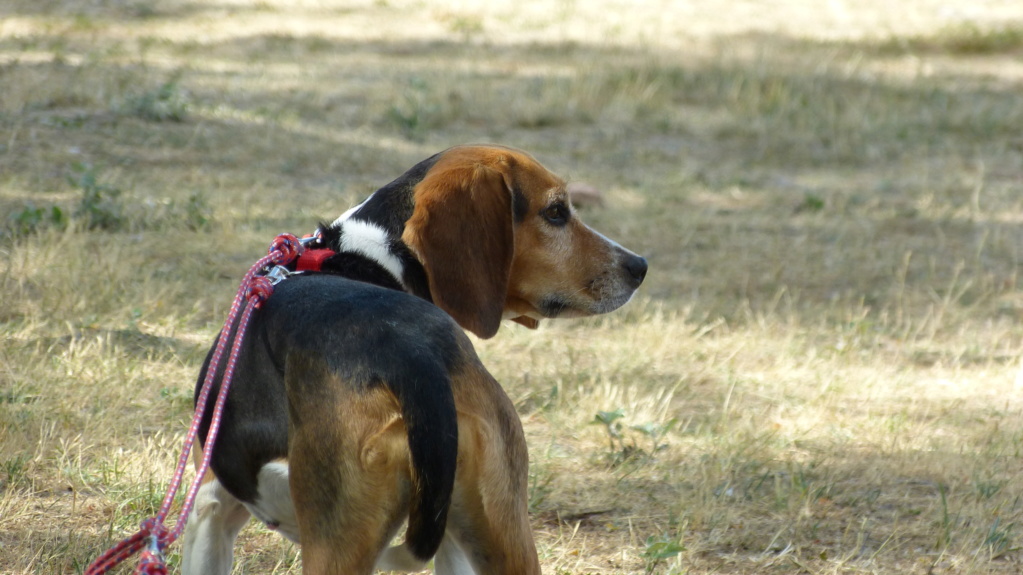 Mamz'elle Beagle femelle (Adoptée dans le 03) P1250710