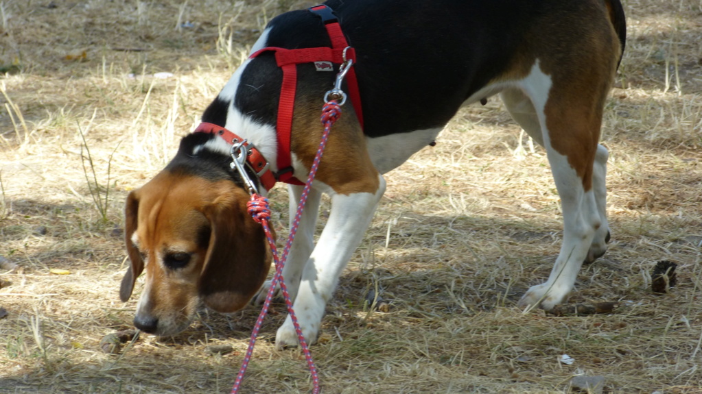 Mamz'elle Beagle femelle (Adoptée dans le 03) P1250711