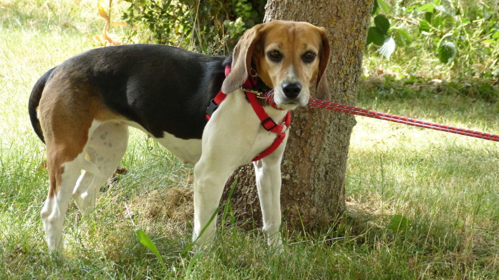 Mamz'elle Beagle femelle (Adoptée dans le 03) P1250812