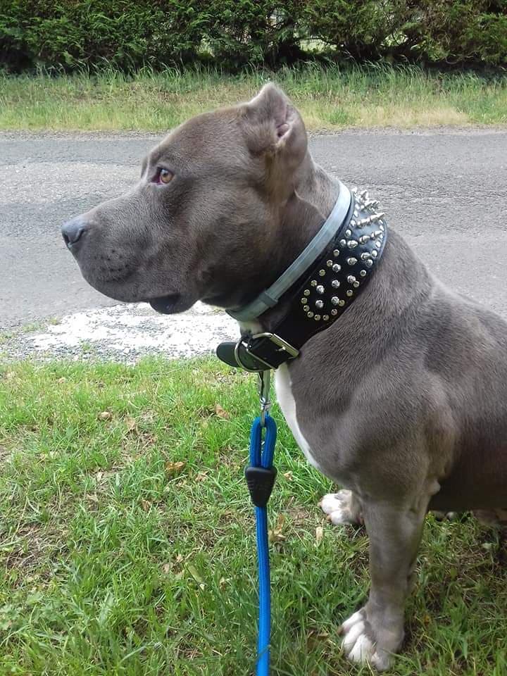 Ross américan bully (en cours d'adoption)  Ross210