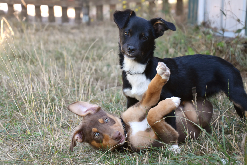 GIGI - chiot femelle, de taille moyenne adulte, née environ fin avril 2019 - adoptée par Julie (89) Coco_o11