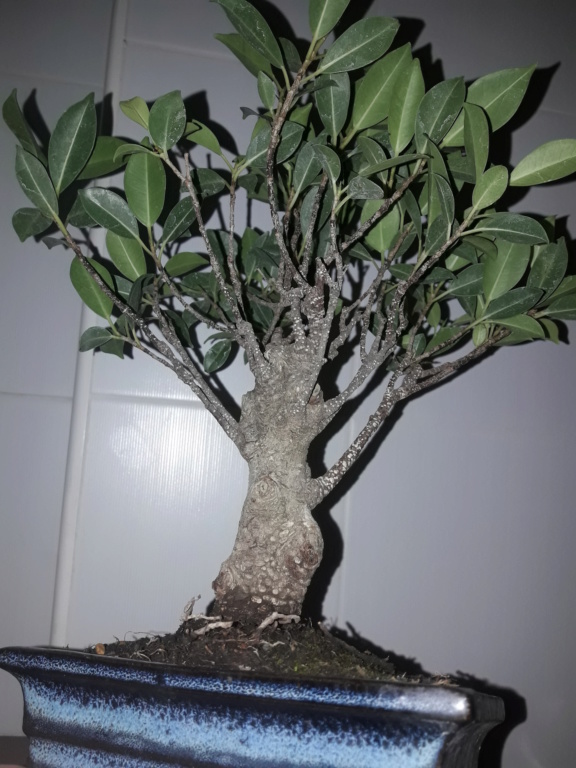 Ficus tiger bark 20190921