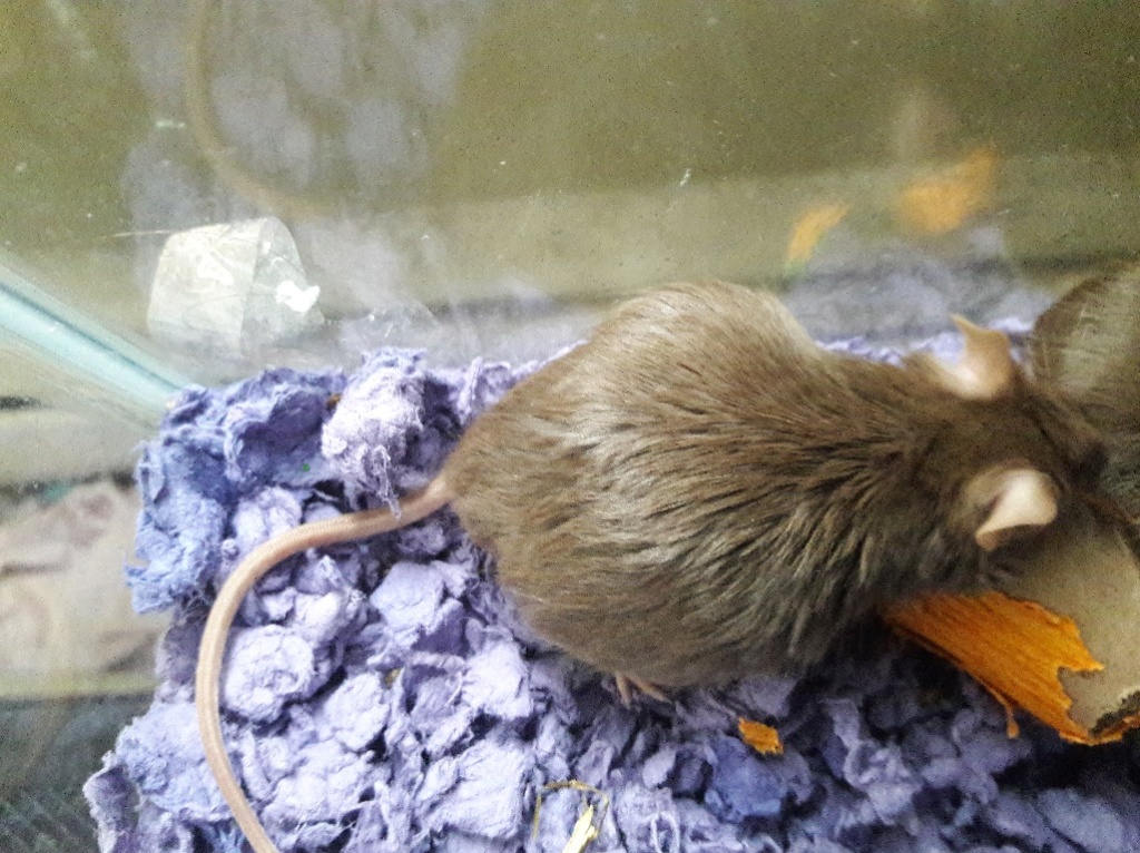 Young bloated mouse (with picture) Abethe10
