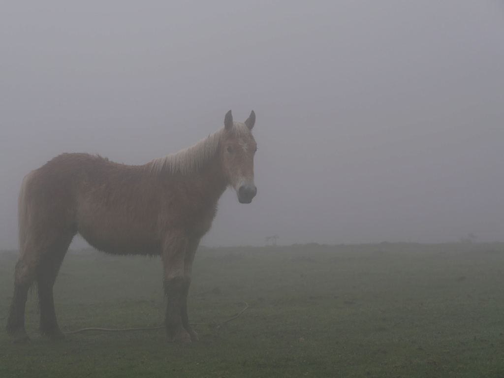 Jeune cheval dans la brume P1011411