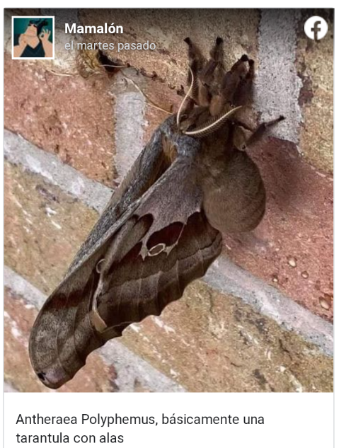 ¿Una tarántula con alas? La verdad tras este horripilante bicho Scree129