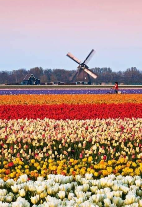 Holanda y la belleza en sus campos llenos de Tulipanes. Scree218