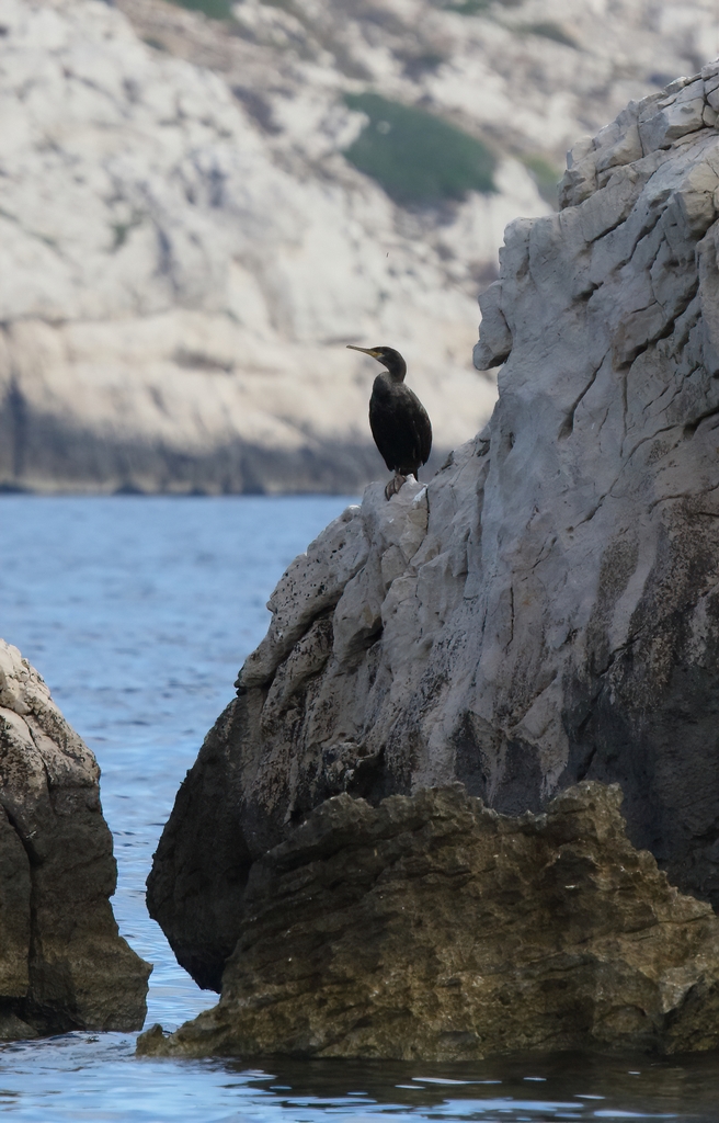 Giens, Port cros et ....Marseille 0m7a8810