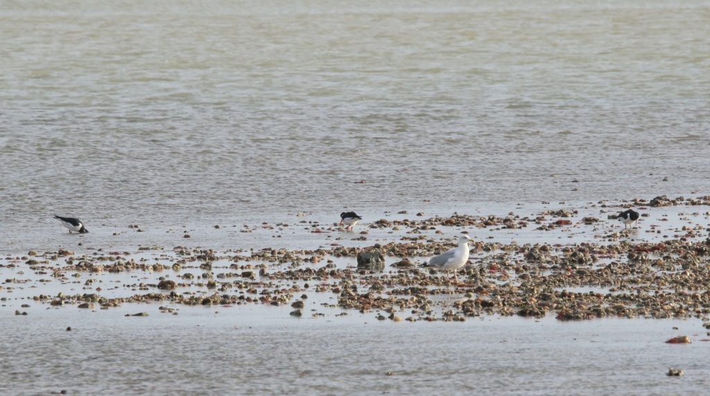 Réserves naturelles sur l'ile de Noirmoutier Goelan11