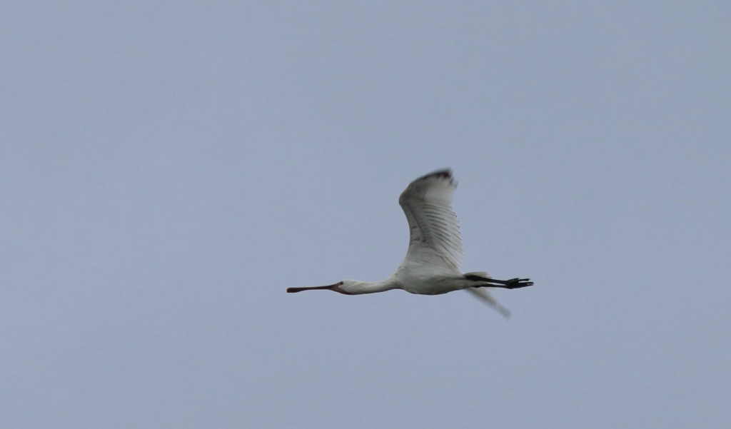 Réserves naturelles sur l'ile de Noirmoutier Spatul10