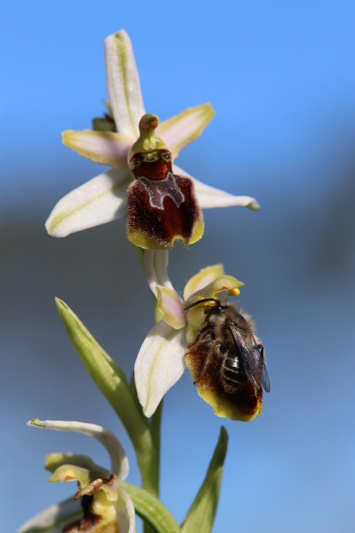 Ophrys splendida et ... Img_7110