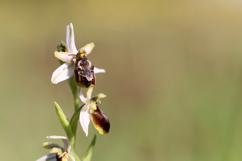 Ophrys splendida et ... Img_7214