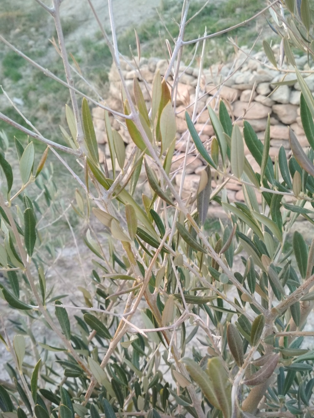 Ayuda con estos plantones de olivo Img_2010
