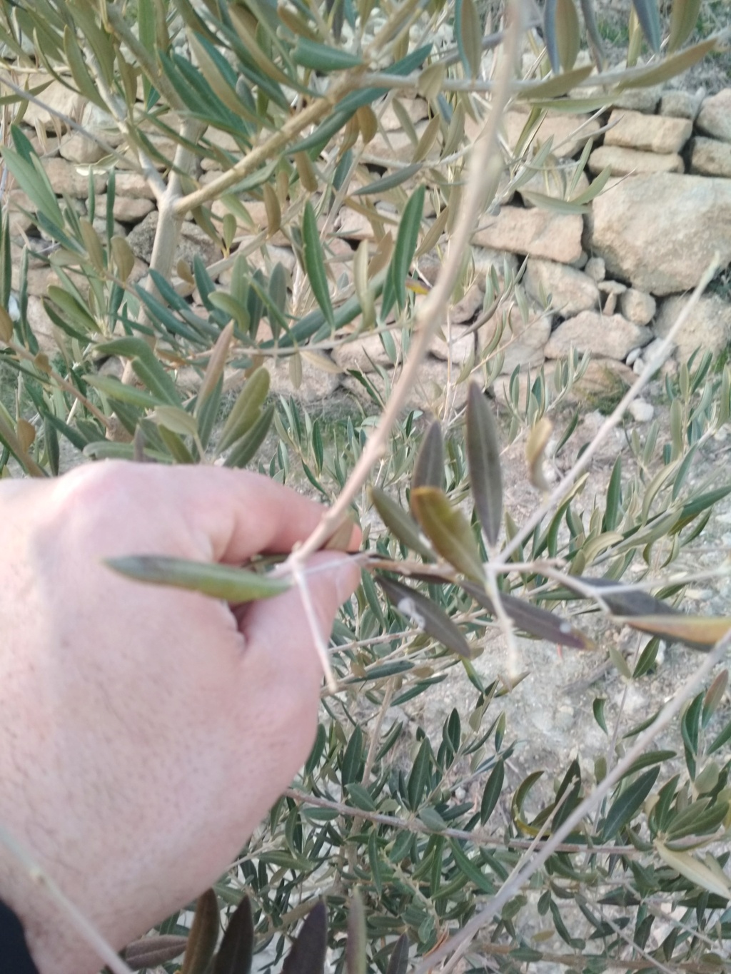 Ayuda con estos plantones de olivo Img_2013