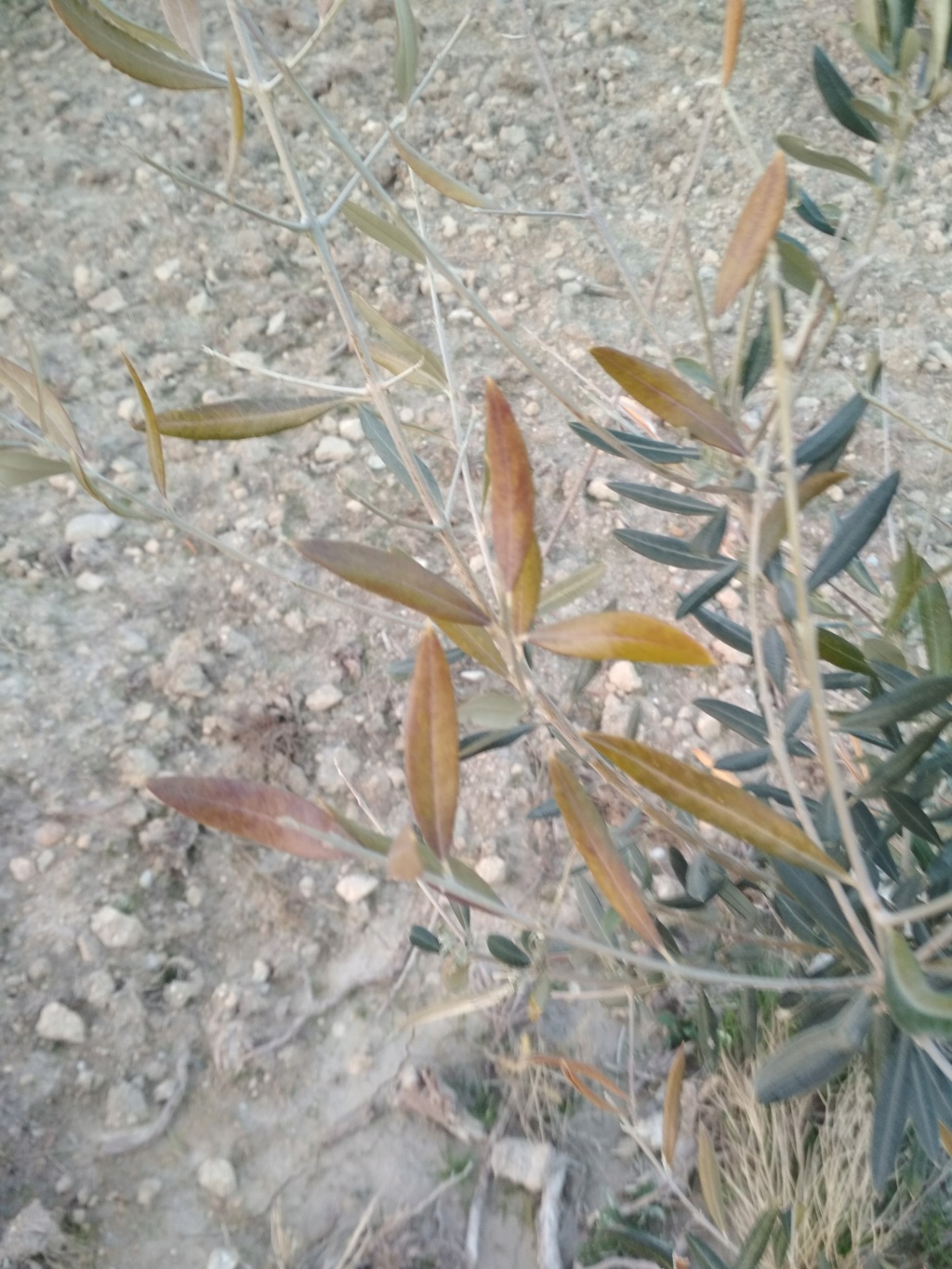 Ayuda con estos plantones de olivo Img_2014