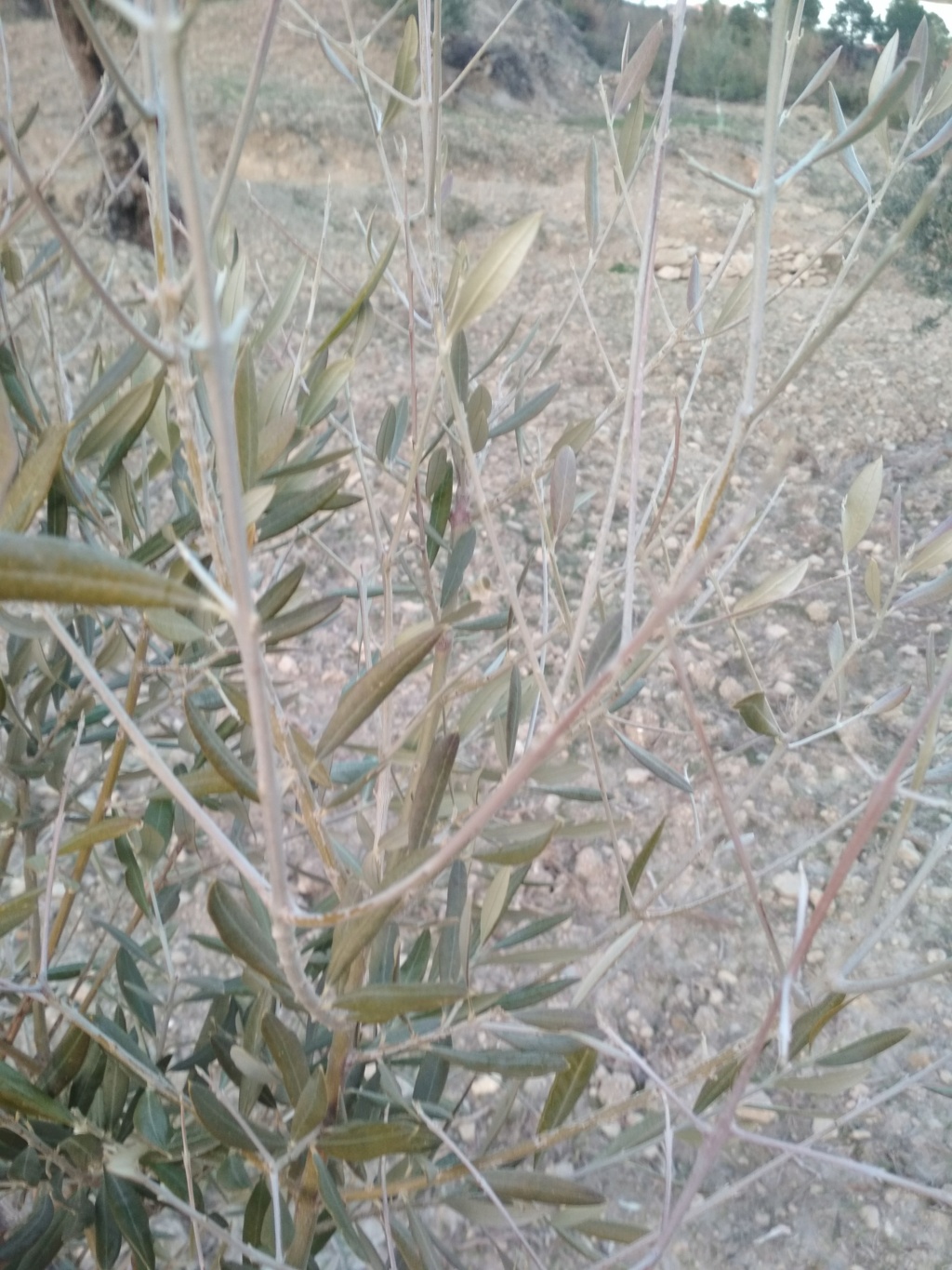 Ayuda con estos plantones de olivo Img_2015
