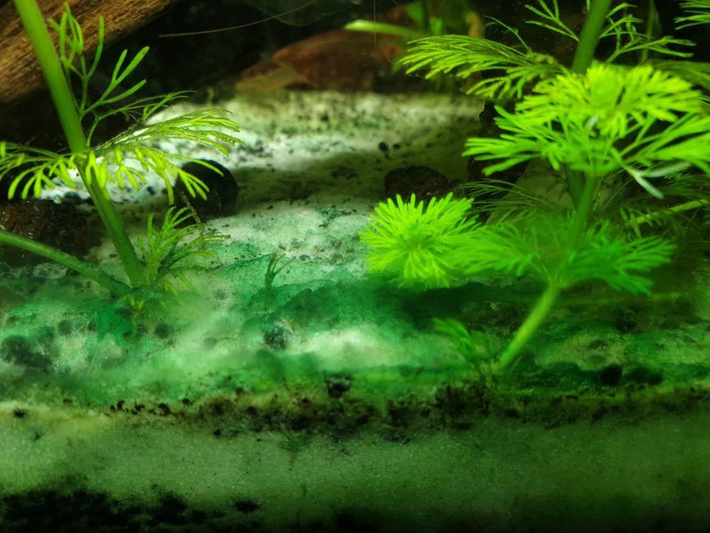 Aide pour l'identification d'une algue sur le sol (sable) [Cyanobactérie ?] 20231218