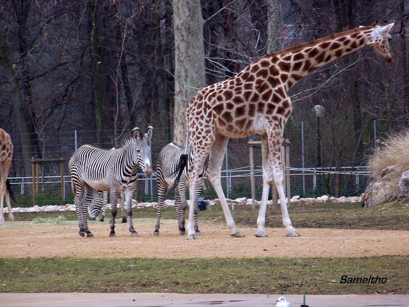 Le zoo de la tete d'or (Lyon) 100_0713