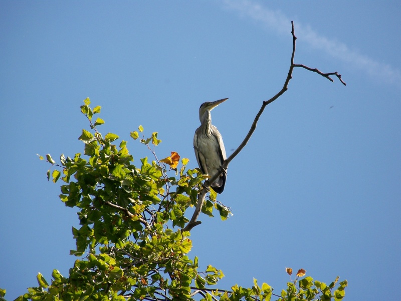 Les oiseaux sauvage que l'on rencontre dans le zoo 100_3110