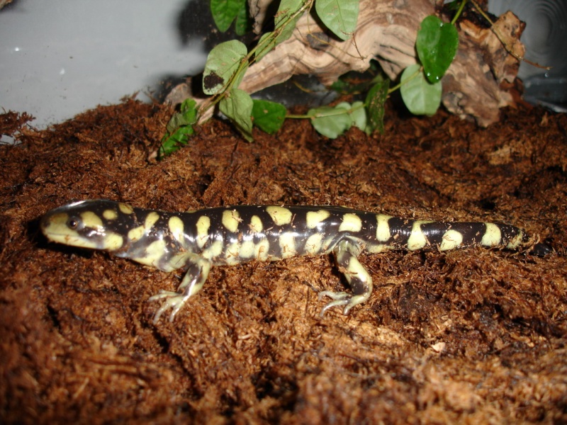 Ambystoma tigrinum Dsc03414