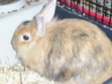 3 lapins Photos10